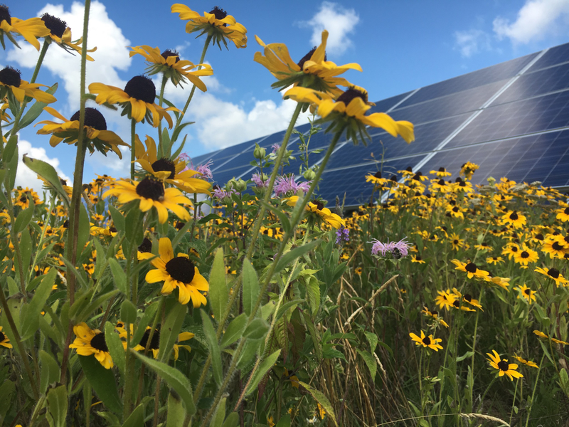 Connexus solar farm. Credit: Center for Pollinators in Energy
